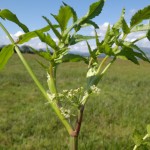 fools watercress