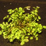 hairy bittercress
