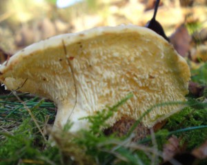 hedgehog fungus