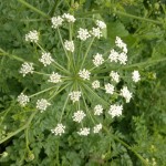 hemlock water-dropwort