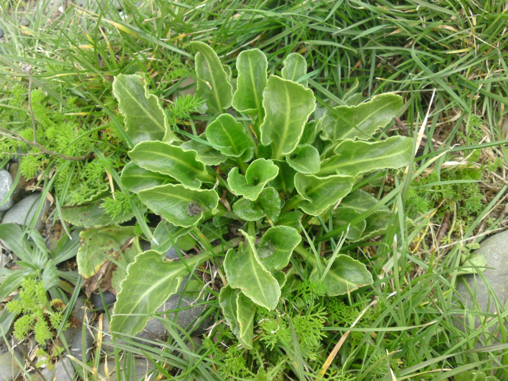 Sea Beet Alchetron The Free Social Encyclopedia Sea Beet Alchetron The Free Social Encyclopedia