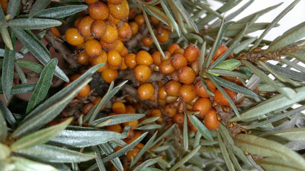 Sea Buckthorn