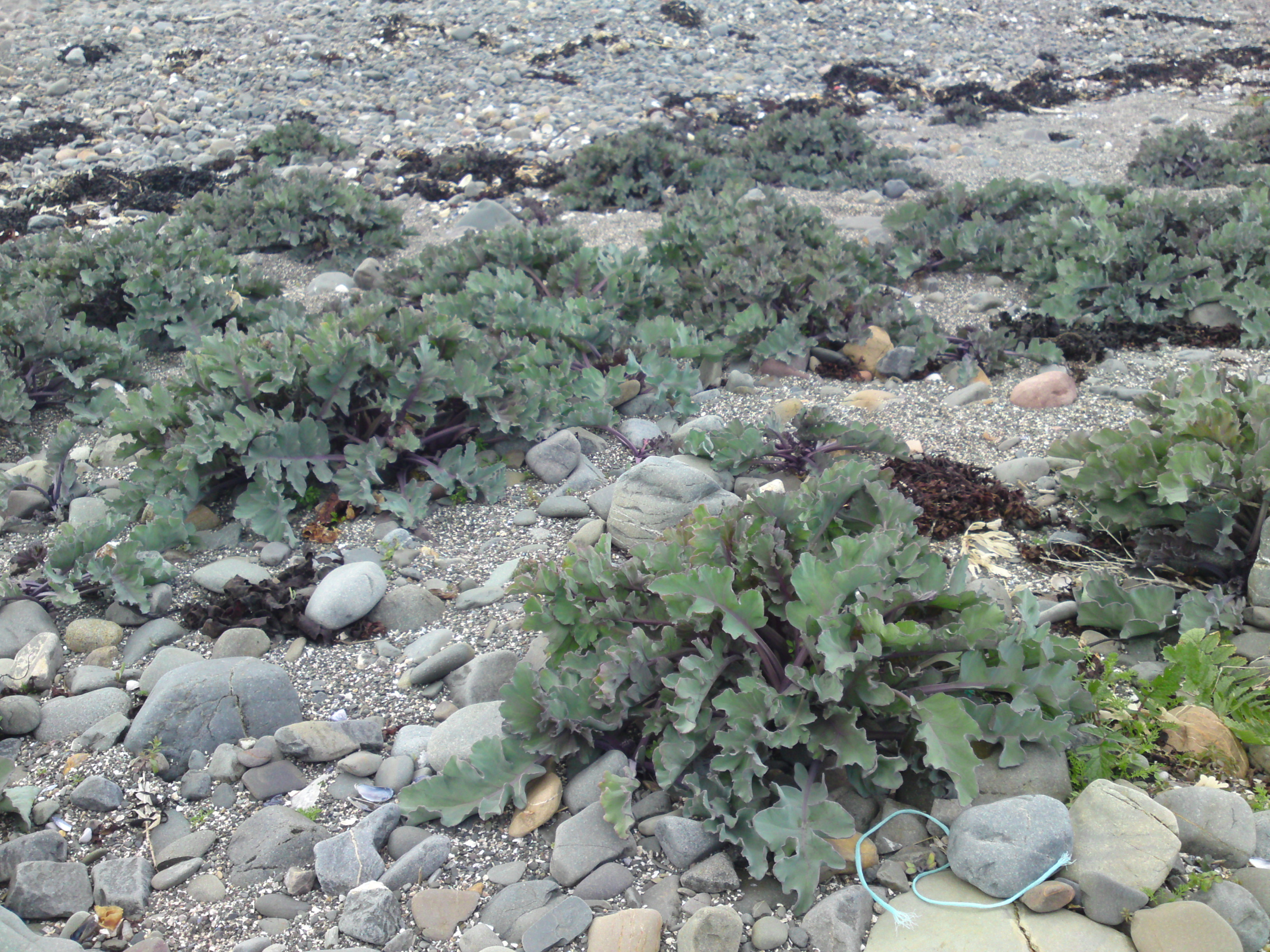 Sea Kale identification, edibility and distribution Galloway Wild Foods