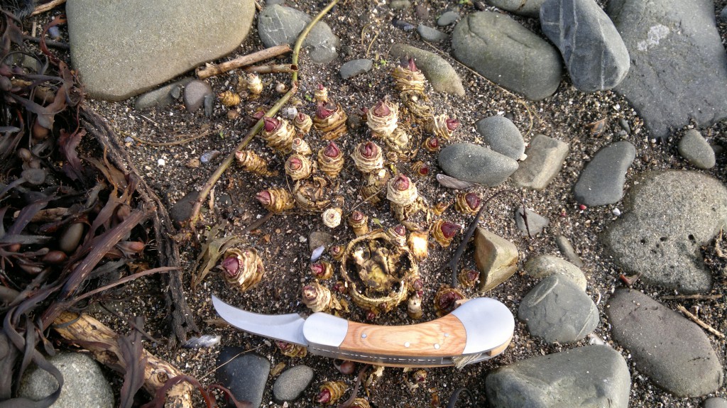 Sea Kale identification, edibility and distribution Galloway Wild Foods
