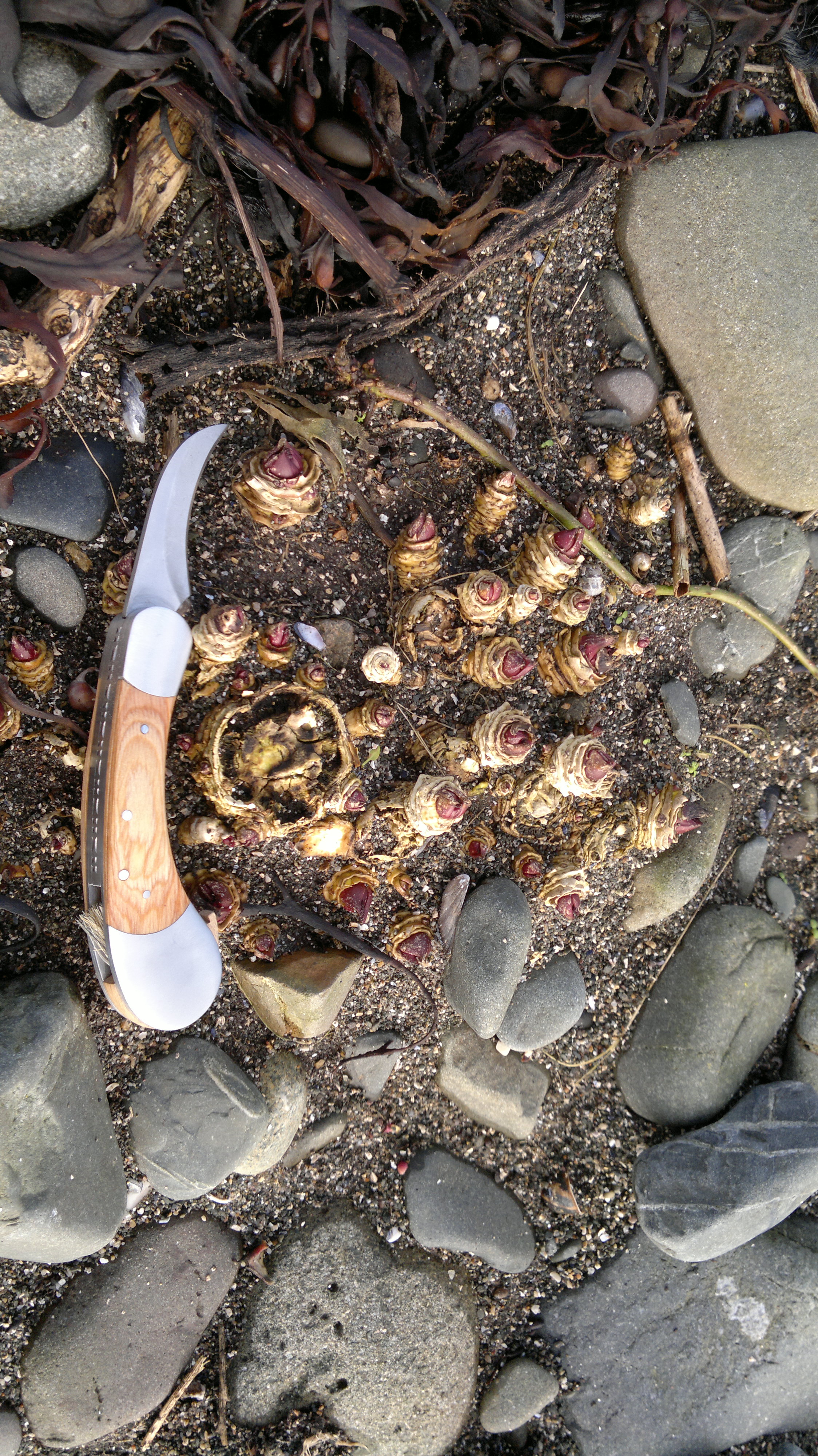Sea Kale identification, edibility and distribution Galloway Wild Foods