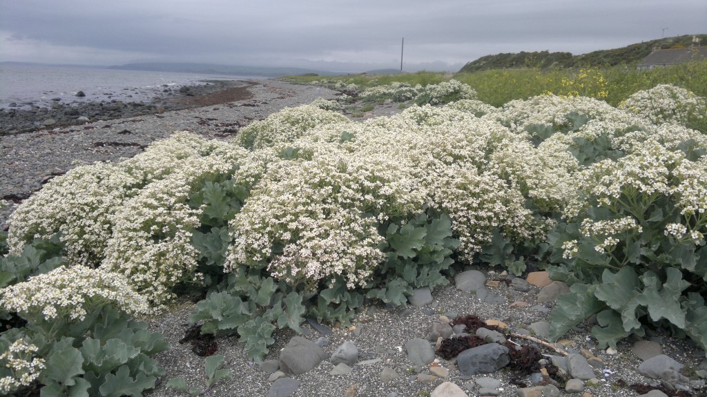 Sea Kale identification, edibility and distribution Galloway Wild Foods
