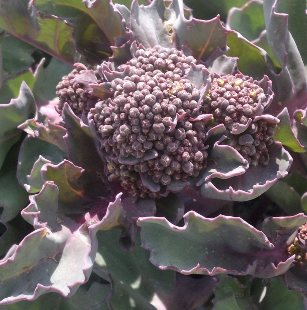 Sea Kale identification, edibility and distribution Galloway Wild Foods