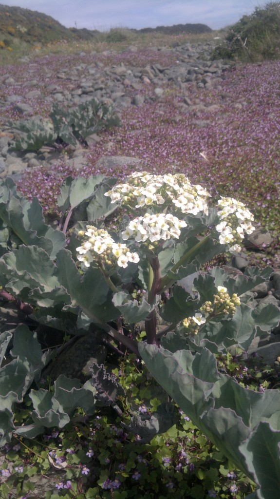 sea kale,flower,ivy-leaved toadflax,foraging,wild food,identification