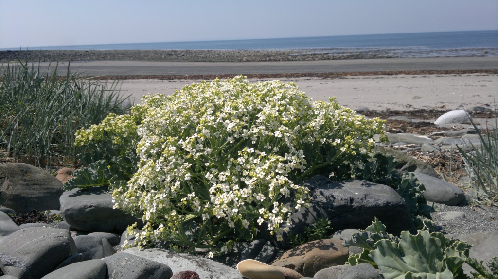 sea kale 