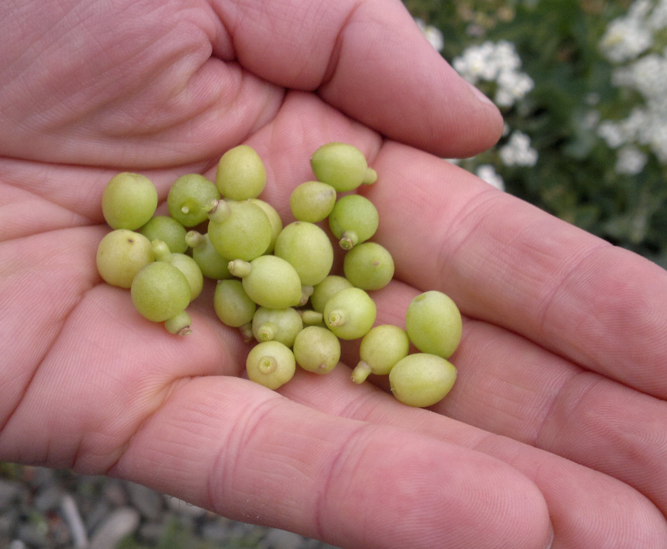 Sea Kale identification, edibility and distribution Galloway Wild Foods