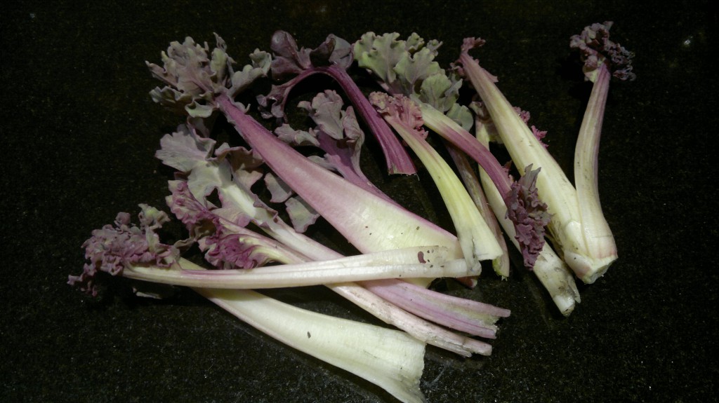 sea kale study forced