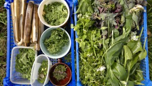 Spring wild foods