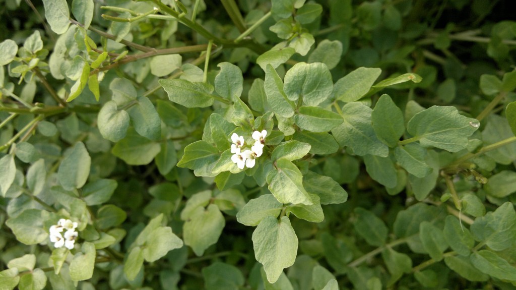 Watercress