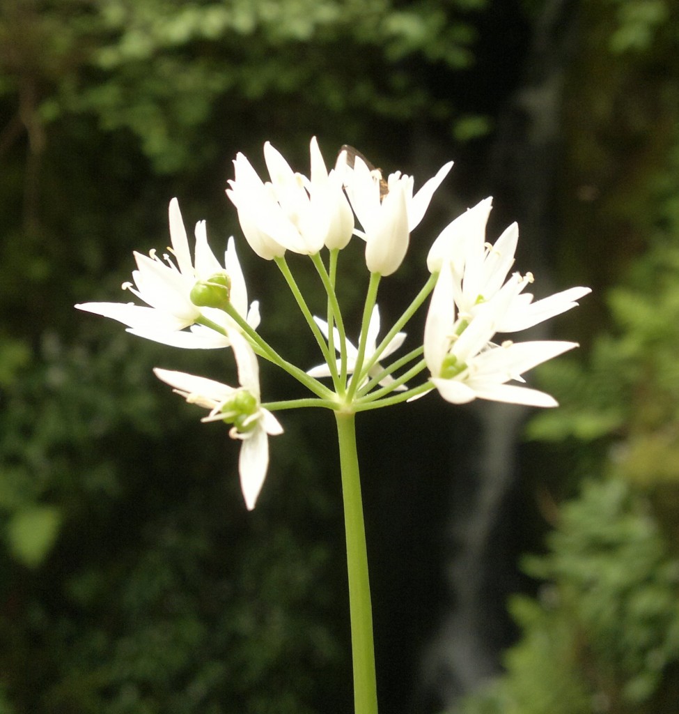 Wild garlic/Ramsons Edibility, Identification