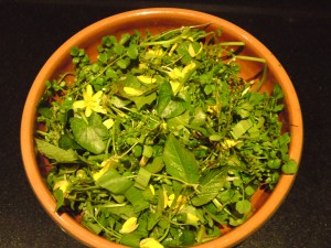 wild salad with wood sorrel