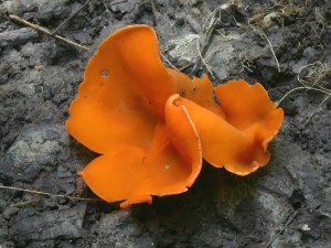 OrangePeelPeziza