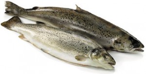 Salmon_Atlantic_farmed