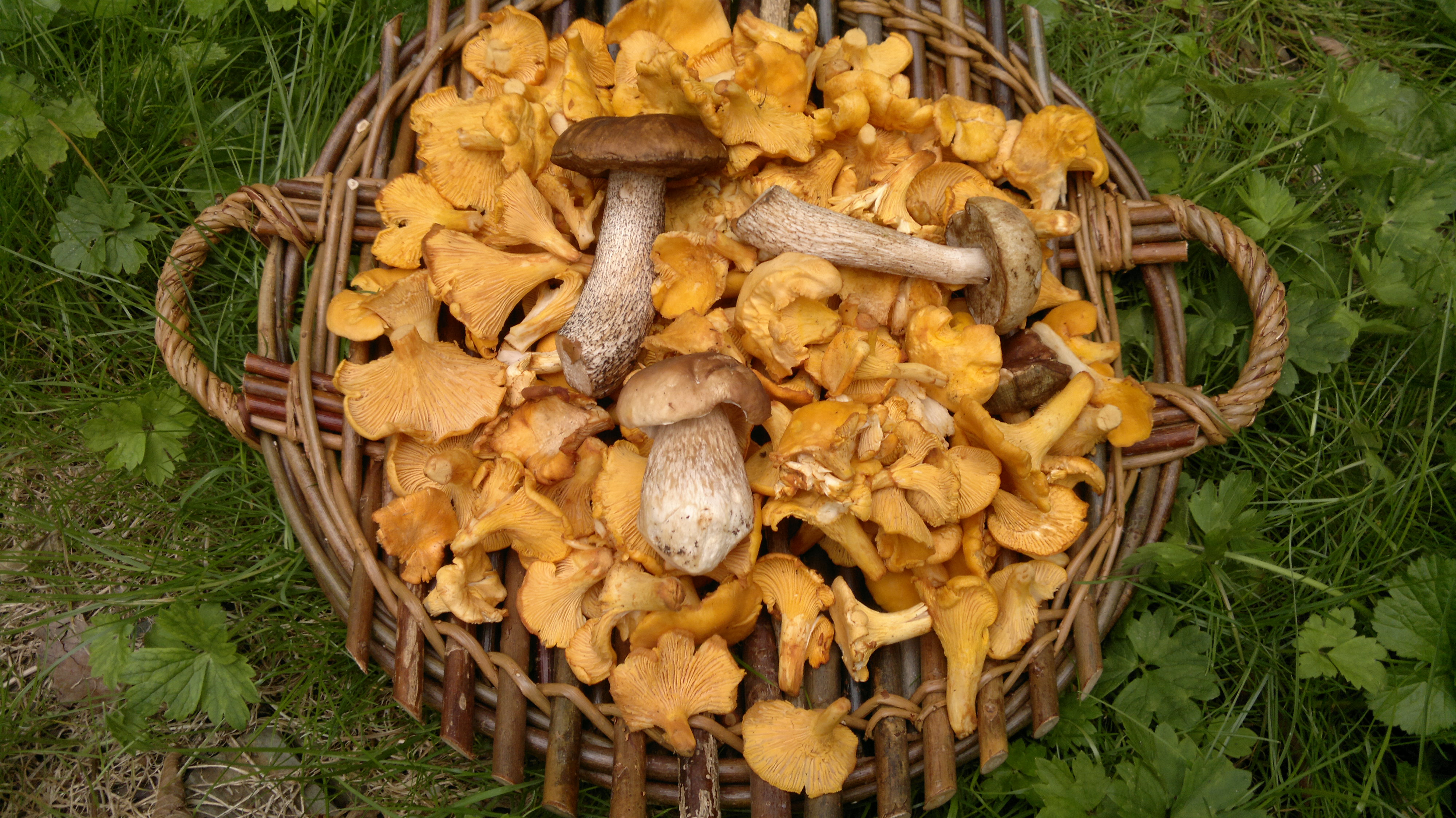 How to pick mushrooms 13 How to pick mushrooms 29