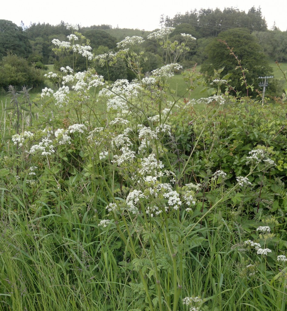 Cow parsley identification, edibility and distribution Galloway