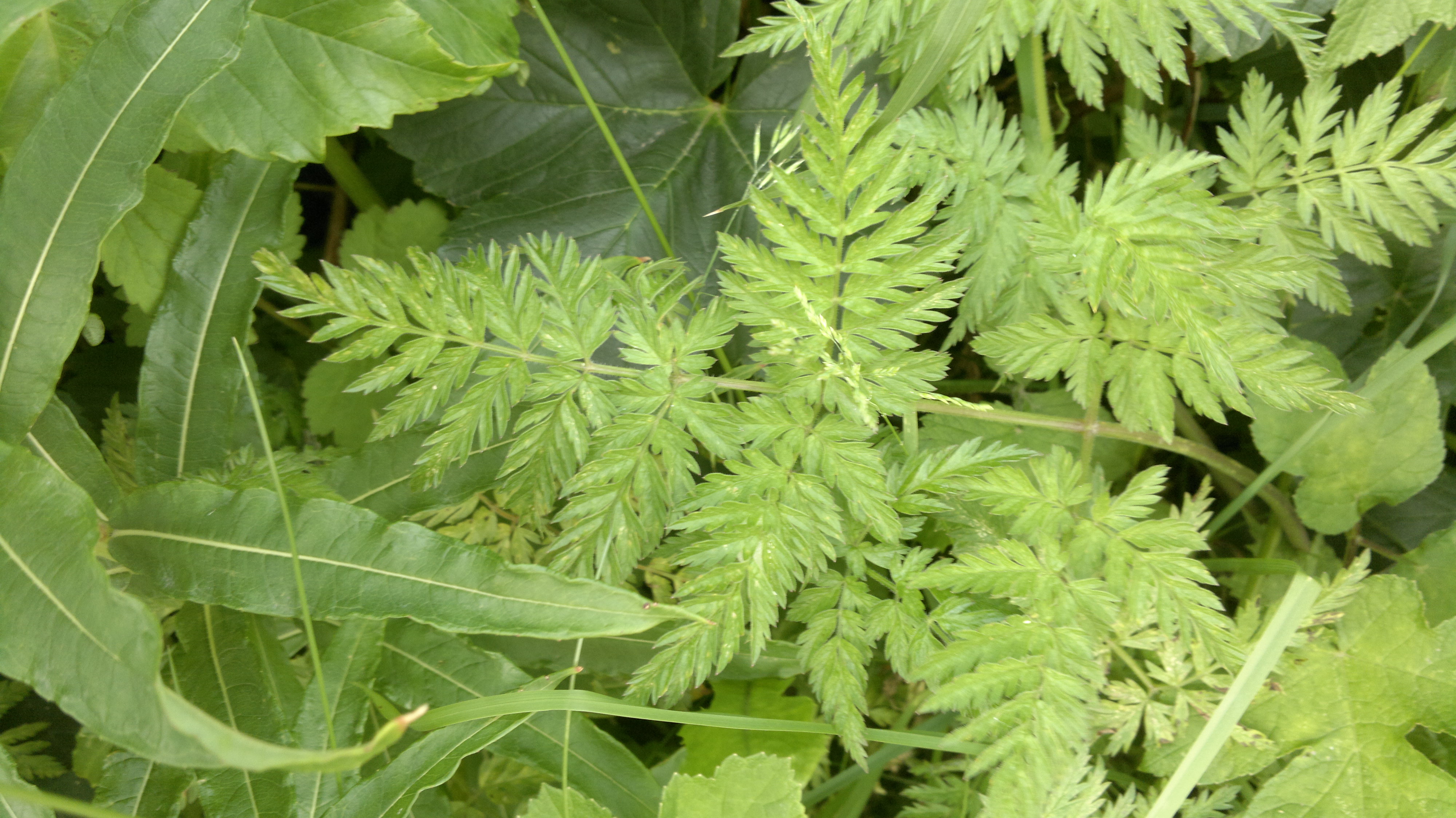 Cow Parsley Identification Edibility And Distribution Galloway Cow Parsley Identification Edibility And Distribution Galloway