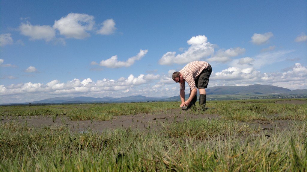 harvesting marsh samphire
