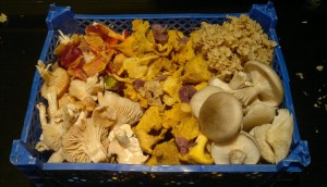 october fungi basket