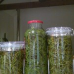 sweet pickled marsh samphire