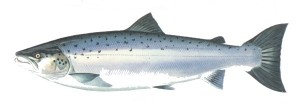 wild salmon_3