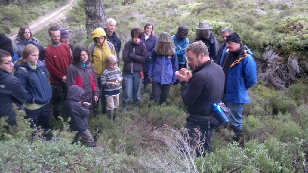 abernethy foray midges