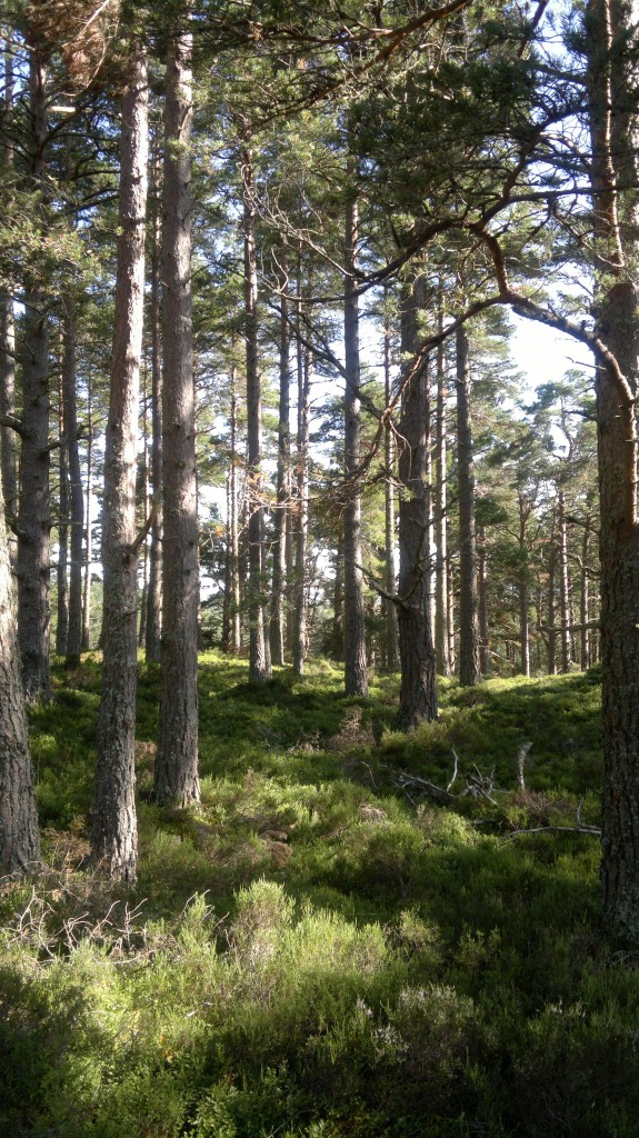 abernethy forest