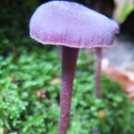 amethyst deciever