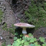 blusher and wood sorrel