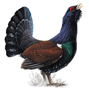capercaillie_300_tcm9-139739_v2
