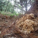 cauliflower fungus