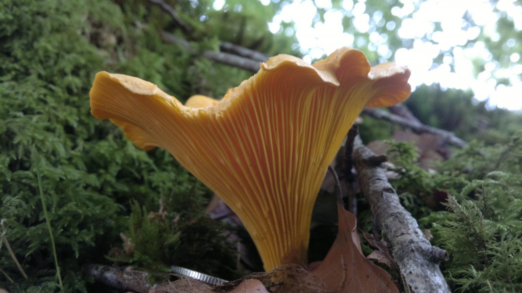 Chanterelle Identification, distribution & edibility. Galloway Wild