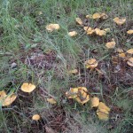 chanterelles