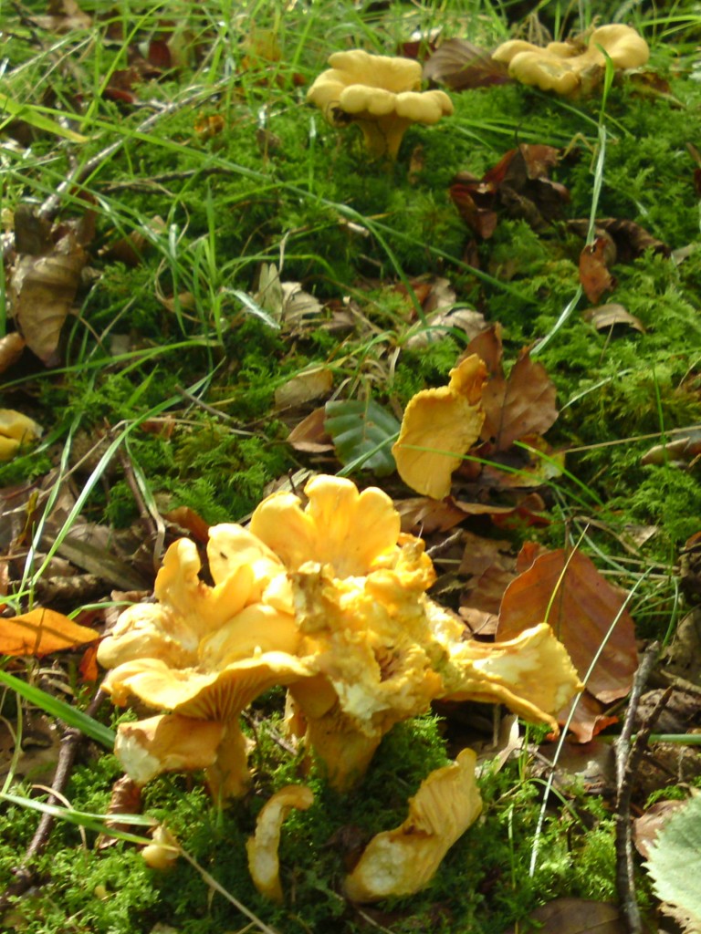 Chanterelle Identification, distribution & edibility. Galloway Wild