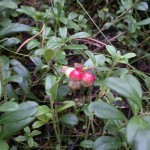 cowberry