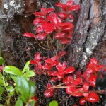 cowberry redleaf