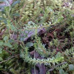 crowberry