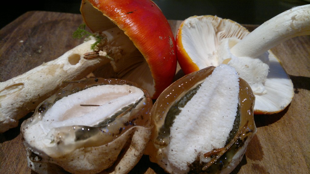 flag and stinkhorn