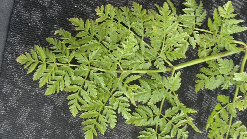 Hemlock leaf structure