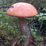orang birch bolete
