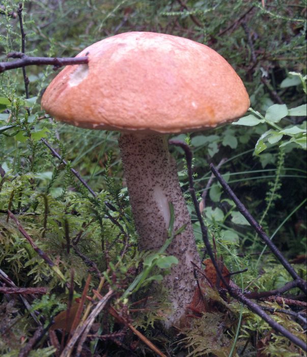 orang birch bolete