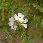 sea rocket