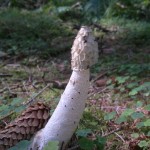stinkhorn spent