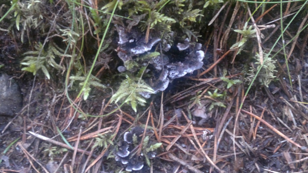 unnamed tooth fungi