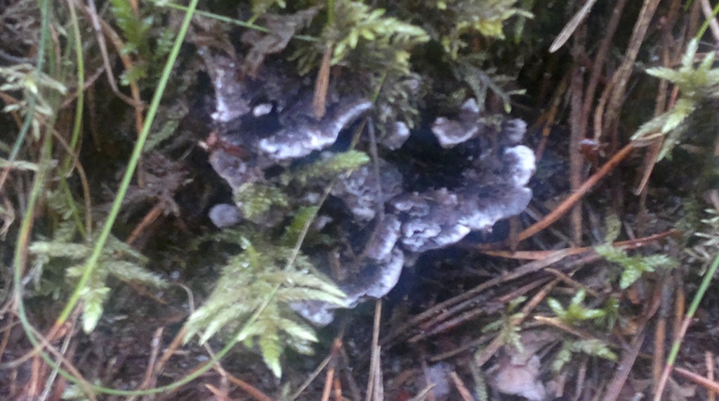 unnamed tooth fungi