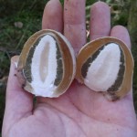 witches egg