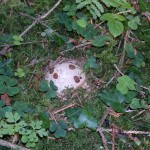 witches egg2